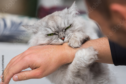 Playful persian fluffy cat biting and scratching hand. Playing with cat.