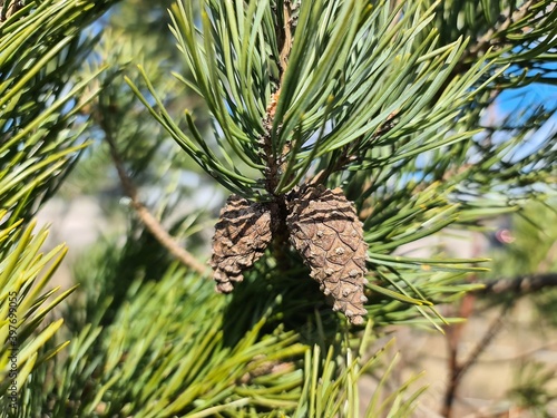 Close up view of green pine branch with two cones. Beautiful nature background. 