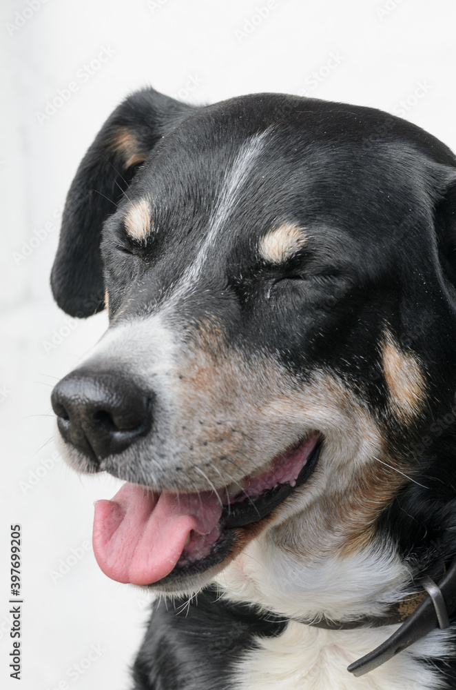 Dog face of an old Appenzeller Sennenhund