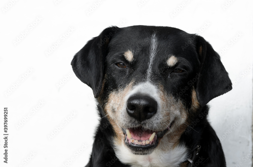 Dog face of an old Appenzeller Sennenhund Dog face of an old Appenzeller Sennenhund