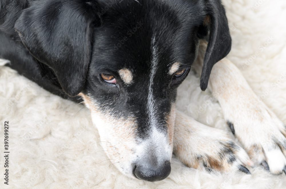 Dog face of an old Appenzeller Sennenhund laying on a fluffy sheep fur Dog face of an old Appenzeller Sennenhund laying on a fluffy sheep fur