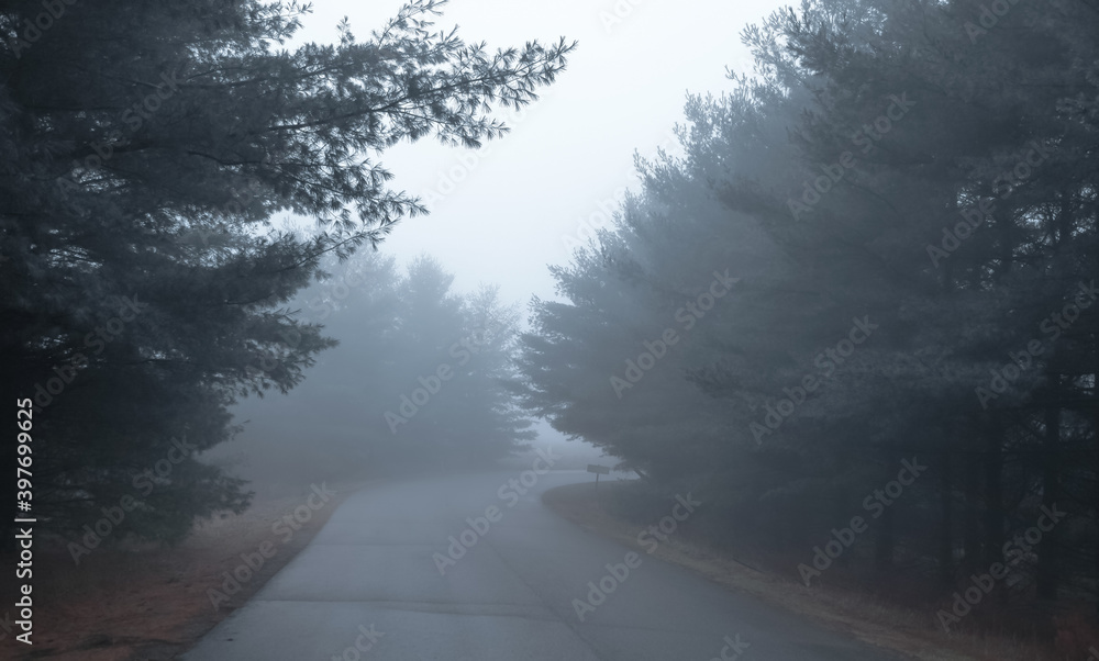 Pine trees by the road caught in fog
Pine trees by the road caught in fog
