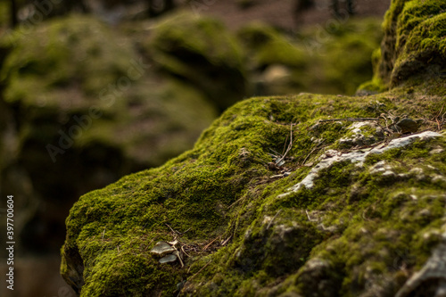 Detalle de musgo creciendo en la roca