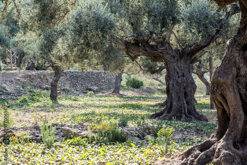 Bosque de oliveras milenarias y almendros en otoño photo