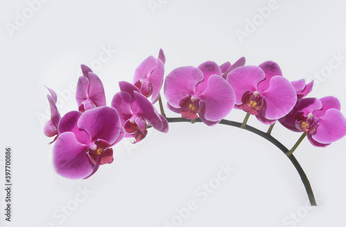 Fototapeta Naklejka Na Ścianę i Meble -  Pink orchid flower branch bloom included clipping path on white background