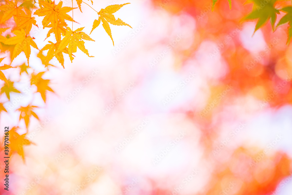 紅葉　もみじ　秋イメージ