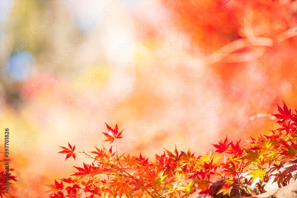 紅葉 もみじ 秋イメージ 紅葉 もみじ 秋イメージ