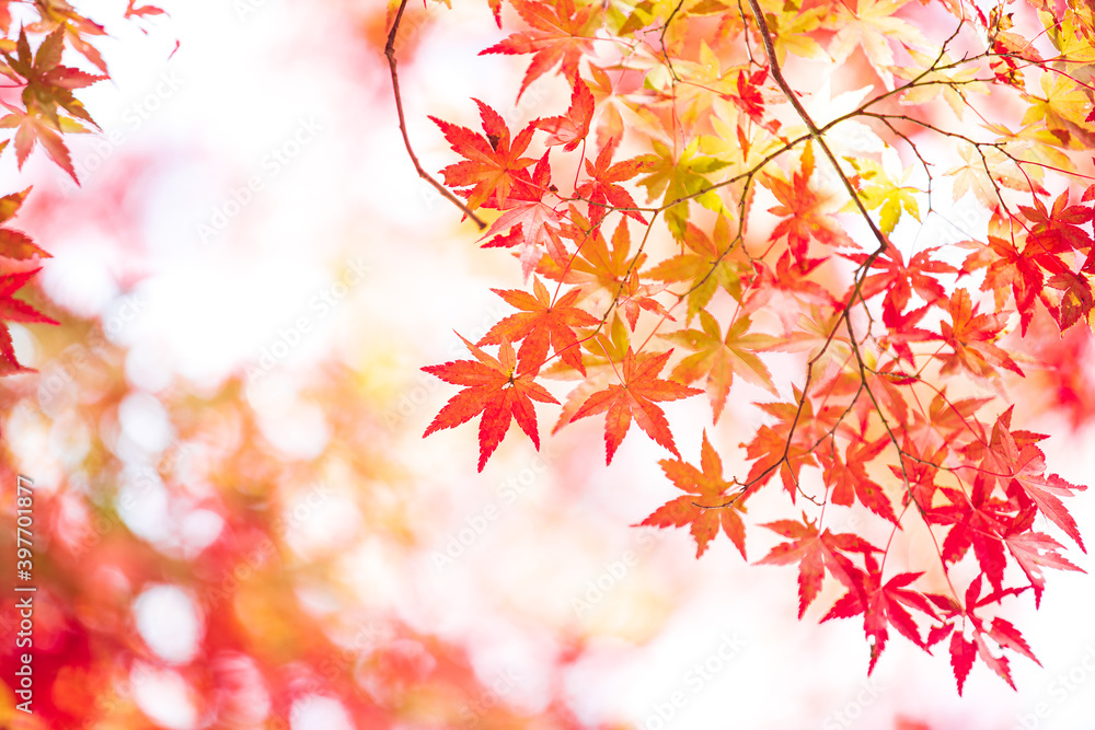 紅葉 もみじ 秋イメージ 紅葉 もみじ 秋イメージ