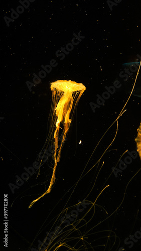 Jellyfish at the night