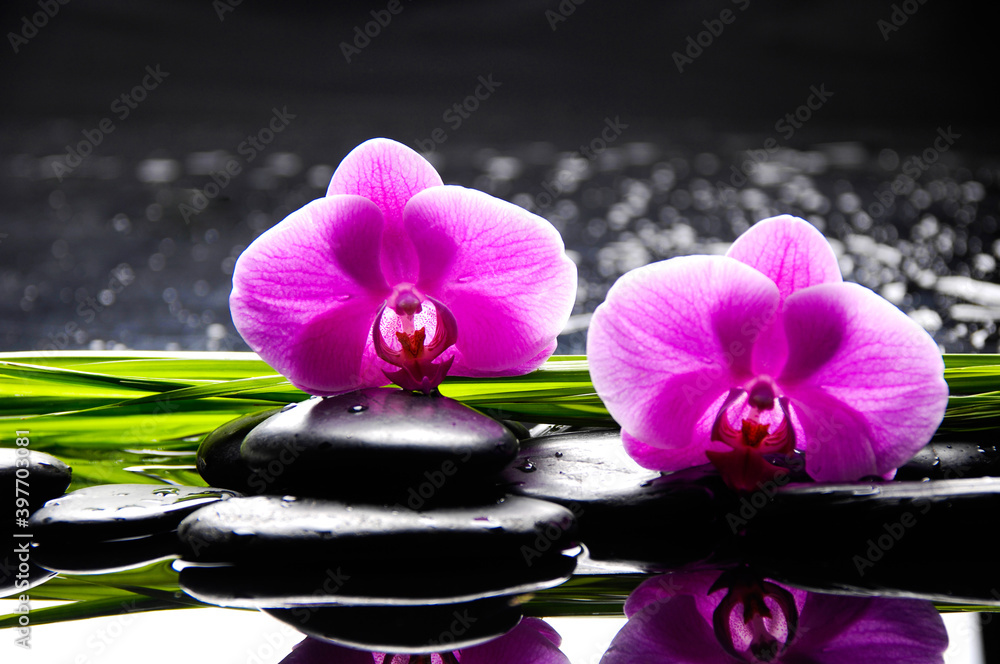 Zen lifestyle; pile of zen Stones and two pink orchid flowers and long green leaves on black background. - obrazy, fototapety, plakaty 