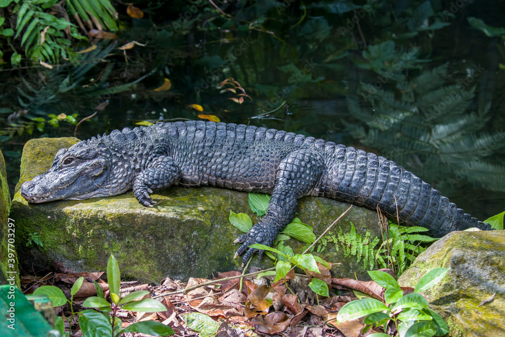 The closeup image of Chinese alligator (Alligator sinensis).
A critically endangered crocodile endemic to China.
Dark gray or black in color with a fully armored body. The closeup image of Chinese alligator (Alligator sinensis).
A critically endangered crocodile endemic to China.
Dark gray or black in color with a fully armored body.