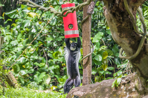 A mantled guereza (Colobus guereza) is try to get food from a red container. 
This is kind of enrichment activity in zoo.  photo