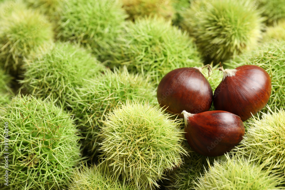 Many fresh sweet edible chestnuts as background, closeup Many fresh sweet edible chestnuts as background, closeup