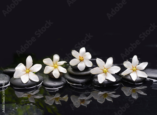 Row of gardenia and zen black stones  wet background reflection 