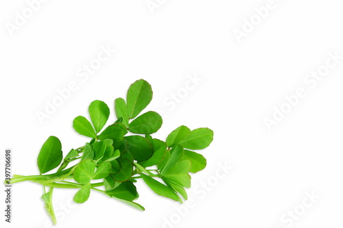 indian region cuisine herb fresh fenugreek leaves harvest from garden in white background photo