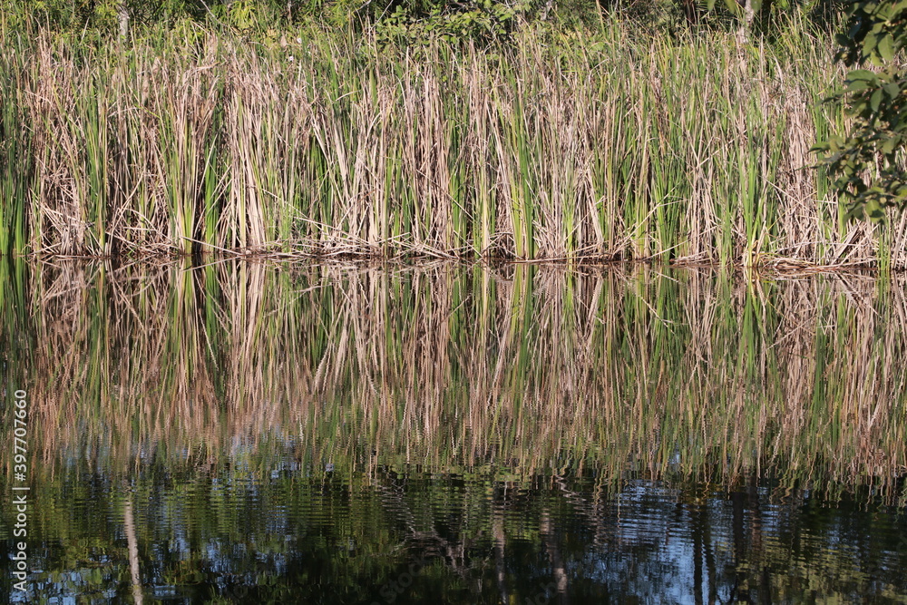 Obraz premium The Beautiful view and reflection in the water