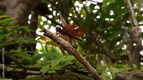 red dragonfly © petervbental