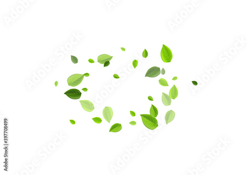 Grassy Leaves Swirl Vector Illustration. Organic 