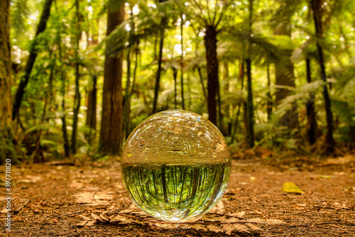 A little bit of lens ball refraction magic in the Rotorua Redwoods Forest with the ball sitting on the canopy and reflecting the trees and foliage