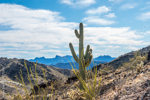 A long slender Saguaro Cactus along Quartzsite, Arizona photo