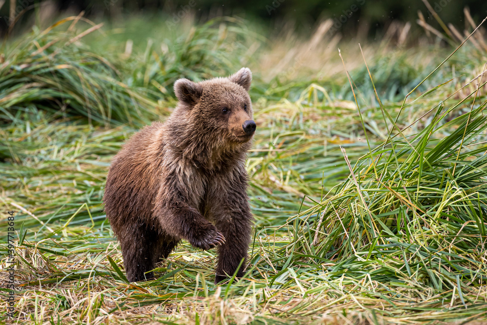 Grizzly cub Grizzly cub
