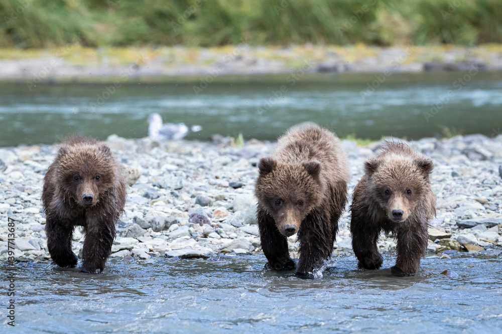 Grizzly cubs head up creek