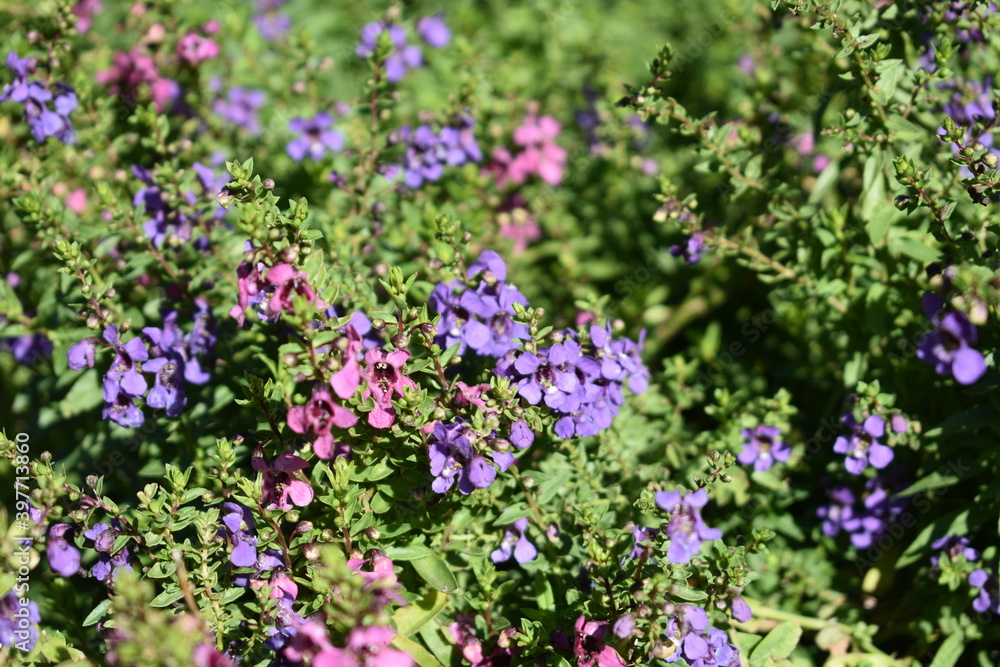 flor, naturaleza, flor, morada, fábrica, huerta, rosa, primavera, verde, florecer, florecer, flora, verano, violacea, floral, hermoso, campa, beldad, nativo, floración, close-up, lavandula, color, inh