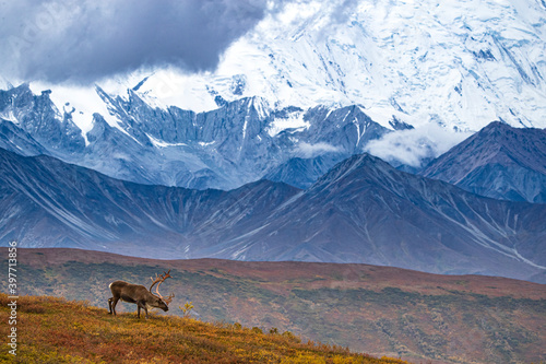 Caribou in Alaskan Range