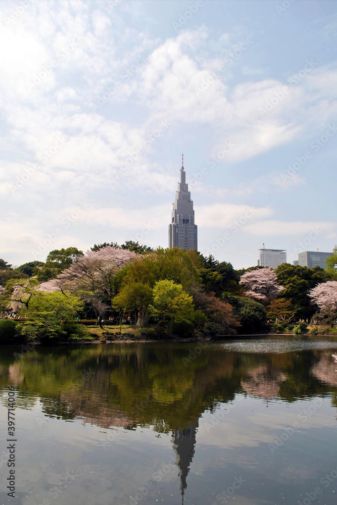 The beauty of sakura Japan 