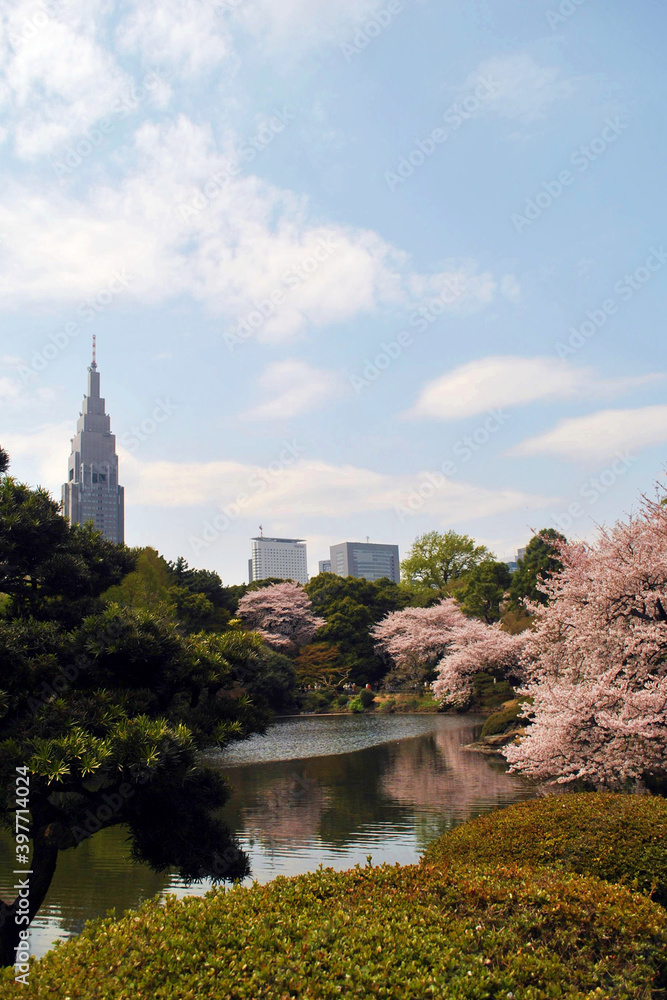 The beauty of sakura Japan 