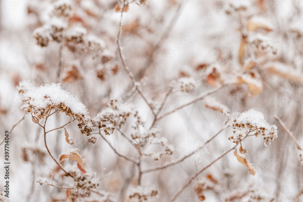Beautiful winter plant, frozen grass in frost day. Natural environment. Seasons, ecology, botany natural background. Beautiful winter plant, frozen grass in frost day. Natural environment. Seasons, ecology, botany natural background.