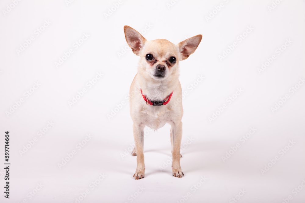 Chihuahua standing on a white background
