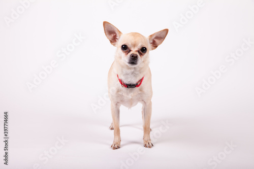 Chihuahua standing on a white background © Spring