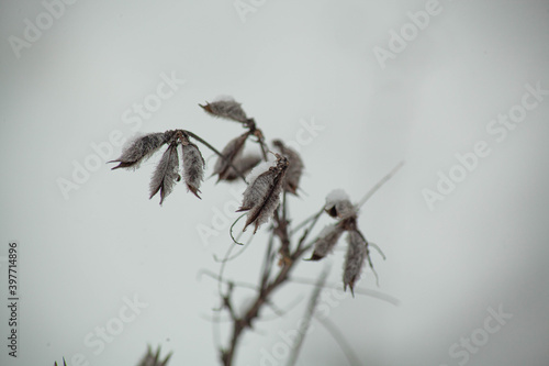 winter plants in the snow © Мэрин И