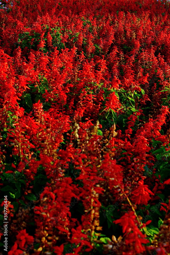 Floral background. Blossom red Salvia flowers in the city flower bed in the Park. Vertical frame Floral background. Blossom red Salvia flowers in the city flower bed in the Park. Vertical frame