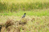winged blackbird in the natural ground