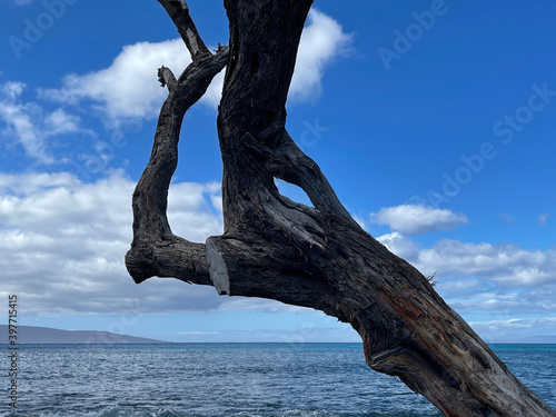 Seaside tree
