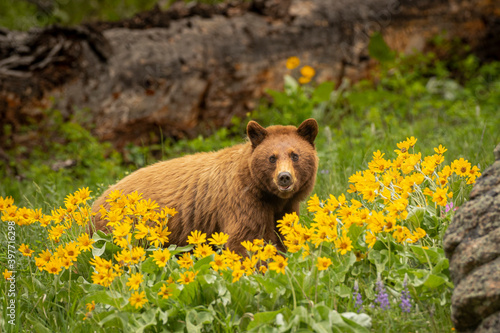 Cinnamon black bear in balsam root