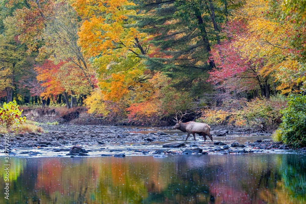 Fototapeta premium Elk crossing creek