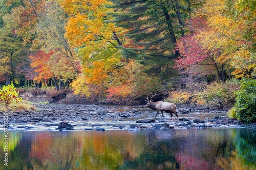 Elk crossing creek