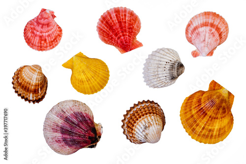 Print op canvas Sea Shells
