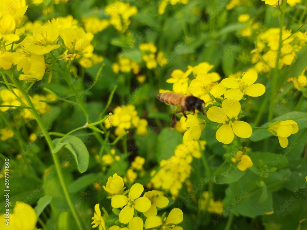 bee on flower bee on flower