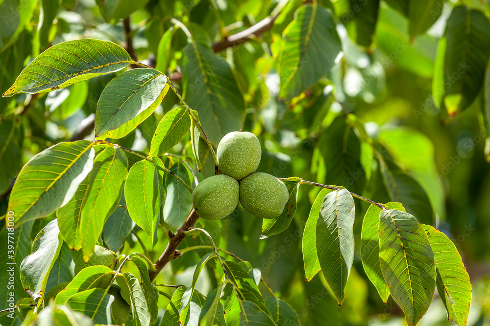 Green ripe walnuts