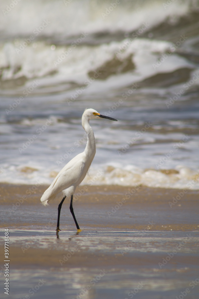 great white heron great white heron