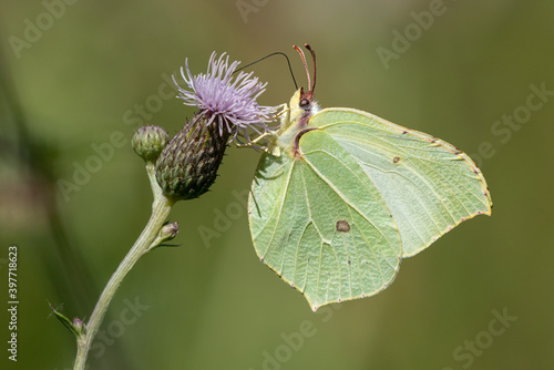 Common brimstone butterfly (Gonepteryx rhamni) sucks nectar from a thistle flower