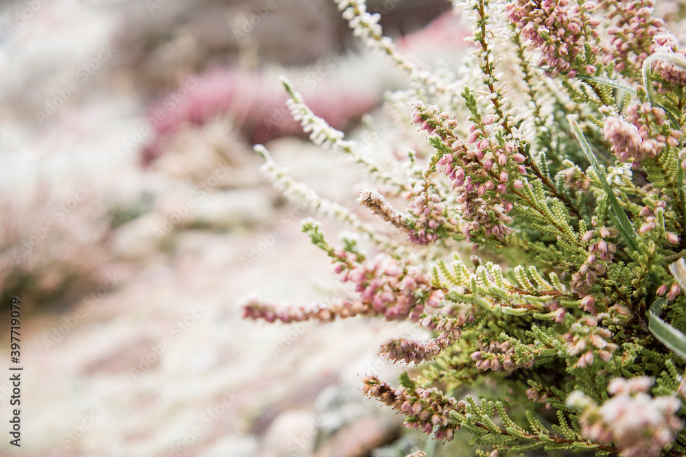 Bright colorful blooming heather Calluna vulgaris with ice crystals. Beautiful soft atmospheric background in pastel light colors. Natural white heather flowers, selective focus. Bright colorful blooming heather Calluna vulgaris with ice crystals. Beautiful soft atmospheric background in pastel light colors. Natural white heather flowers, selective focus.