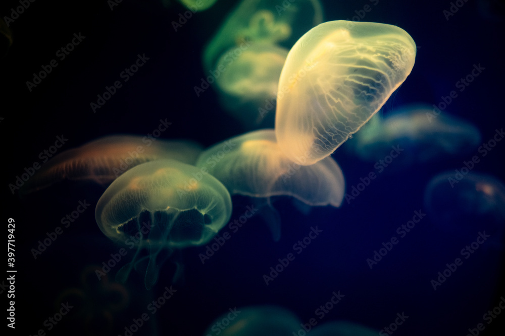The blur is used for the background of the abstract image, many white jellyfish are swimming with swaying, gentleness and softness, pastel tones in the dark.