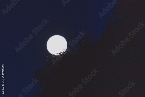 full moon wth tree leaves in the night sky