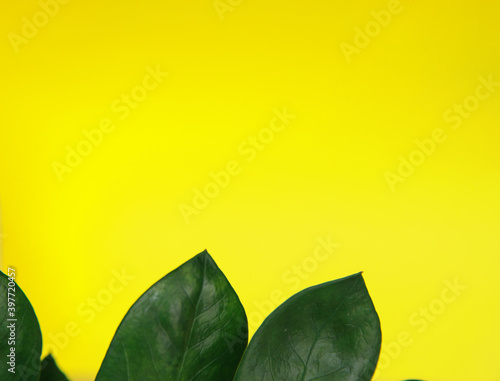 Zamiokulkas on a yellow background. Green flower on a yellow background. Floristic. Minimal concept.