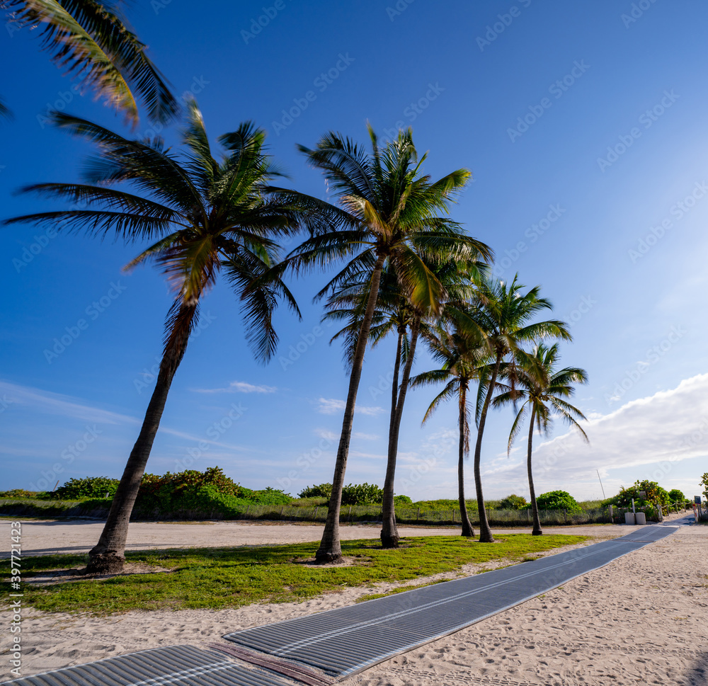 palm trees, miami beach, florida, usa, photo, tropical, destination, sand, walkway, path, palm trees, miami beach, florida, usa, photo, tropical, destination, sand, walkway, path,